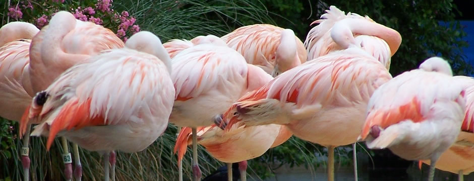 在线短信网页版免费版